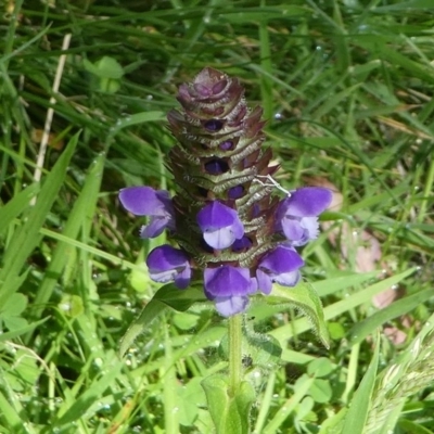 Prunella vulgaris (Self-heal, Heal All) at Paddys River, ACT - 11 Jan 2019 by HarveyPerkins