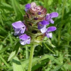 Prunella vulgaris at Paddys River, ACT - 12 Jan 2019