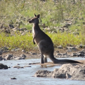 Macropus giganteus at Greenway, ACT - 9 Jan 2019