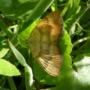 Chrysolarentia correlata at Paddys River, ACT - 12 Jan 2019