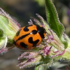 Coccinella transversalis (Transverse Ladybird) at Paddys River, ACT - 12 Jan 2019 by HarveyPerkins