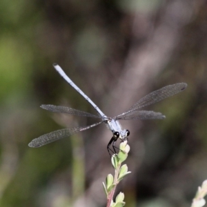 Griseargiolestes intermedius at Paddys River, ACT - 12 Jan 2019