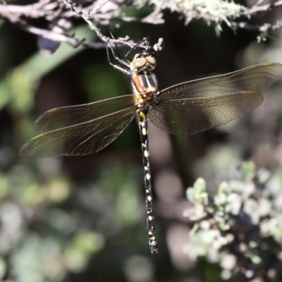 Synthemis eustalacta (Swamp Tigertail) at Namadgi National Park - 11 Jan 2019 by HarveyPerkins