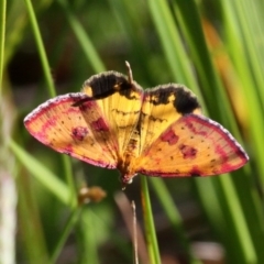 Chrysolarentia perornata (Ornate Carpet) at Namadgi National Park - 11 Jan 2019 by HarveyPerkins