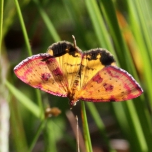 Chrysolarentia perornata at Paddys River, ACT - 12 Jan 2019 09:30 AM