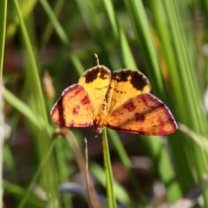 Chrysolarentia perornata at Paddys River, ACT - 12 Jan 2019 09:30 AM