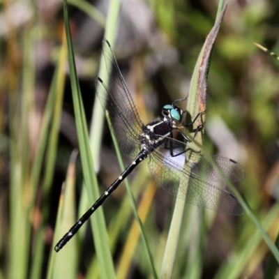 Eusynthemis guttata (Southern Tigertail) at Paddys River, ACT - 11 Jan 2019 by HarveyPerkins