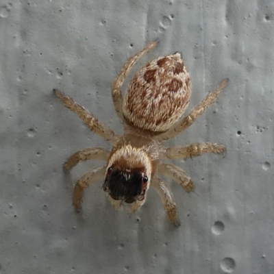 Maratus griseus (Jumping spider) at Kambah, ACT - 10 Jan 2019 by HarveyPerkins