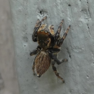 Maratus griseus at Kambah, ACT - 10 Jan 2019