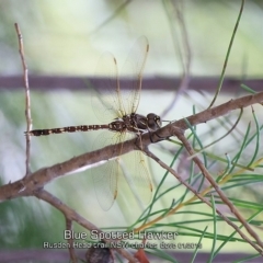 Adversaeschna brevistyla (Blue-spotted Hawker) at Endrick, NSW - 15 Jan 2019 by Charles Dove