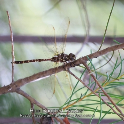 Adversaeschna brevistyla (Blue-spotted Hawker) at Endrick, NSW - 15 Jan 2019 by Charles Dove