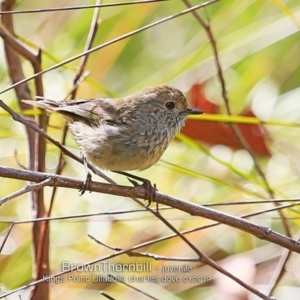 Acanthiza pusilla at Ulladulla, NSW - 19 Jan 2019