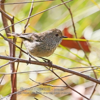 Acanthiza pusilla (Brown Thornbill) at Ulladulla, NSW - 19 Jan 2019 by CharlesDove