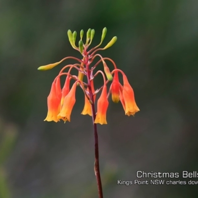 Blandfordia nobilis (Christmas Bells) at Kings Point, NSW - 17 Jan 2019 by CharlesDove