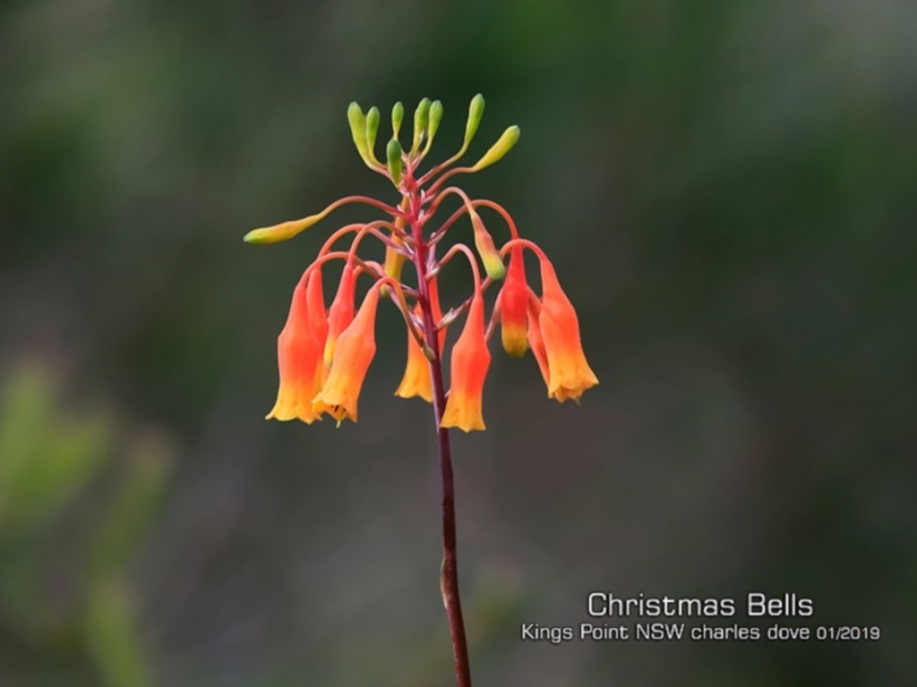 Blandfordia nobilis at Kings Point, NSW - 17 Jan 2019