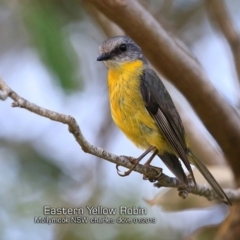 Eopsaltria australis (Eastern Yellow Robin) at Mollymook Beach, NSW - 19 Jan 2019 by CharlesDove