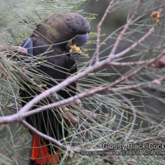 Calyptorhynchus lathami lathami (Glossy Black-Cockatoo) at Ulladulla, NSW - 18 Jan 2019 by Charles Dove