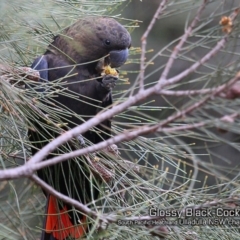 Calyptorhynchus lathami (Glossy Black-Cockatoo) at South Pacific Heathland Reserve - 18 Jan 2019 by Charles Dove
