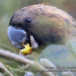Calyptorhynchus lathami lathami at Ulladulla, NSW - suppressed