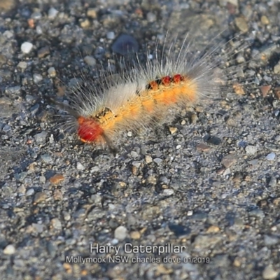 Unidentified Insect at Mollymook, NSW - 18 Jan 2019 by Charles Dove