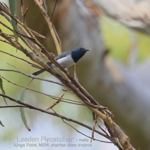 Myiagra rubecula at Kings Point, NSW - 19 Jan 2019