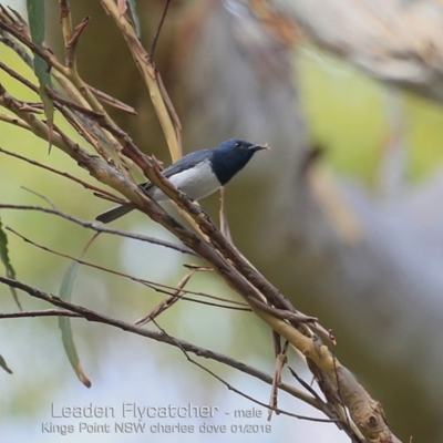 Myiagra rubecula (Leaden Flycatcher) at Kings Point, NSW - 18 Jan 2019 by Charles Dove