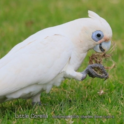 Cacatua sanguinea (Little Corella) at Mollymook, NSW - 19 Jan 2019 by Charles Dove