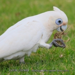 Cacatua sanguinea (Little Corella) at Mollymook, NSW - 18 Jan 2019 by Charles Dove