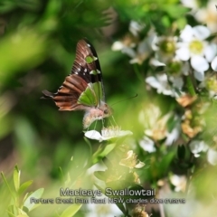 Graphium macleayanum (Macleay's Swallowtail) at Morton National Park - 15 Jan 2019 by Charles Dove