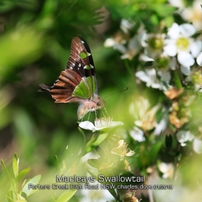 Graphium macleayanum (Macleay's Swallowtail) at Porters Creek, NSW - 15 Jan 2019 by Charles Dove