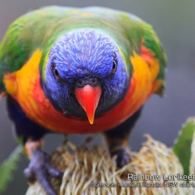 Trichoglossus moluccanus (Rainbow Lorikeet) at Ulladulla, NSW - 19 Jan 2019 by Charles Dove