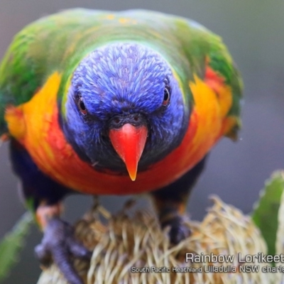 Trichoglossus moluccanus (Rainbow Lorikeet) at South Pacific Heathland Reserve - 18 Jan 2019 by Charles Dove