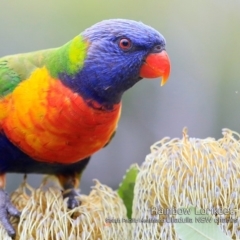 Trichoglossus moluccanus at Ulladulla, NSW - 19 Jan 2019