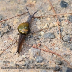 Helicarion nigra (semi-slug) at Porters Creek, NSW - 15 Jan 2019 by Charles Dove