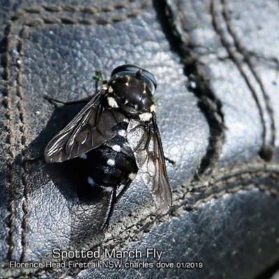 Triclista guttata (March fly) at Morton National Park - 15 Jan 2019 by Charles Dove