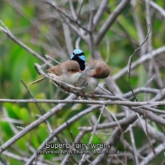 Malurus cyaneus (Superb Fairywren) at Mollymook Beach, NSW - 17 Jan 2019 by CharlesDove