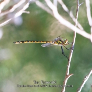 Hemicordulia tau at Porters Creek, NSW - 16 Jan 2019