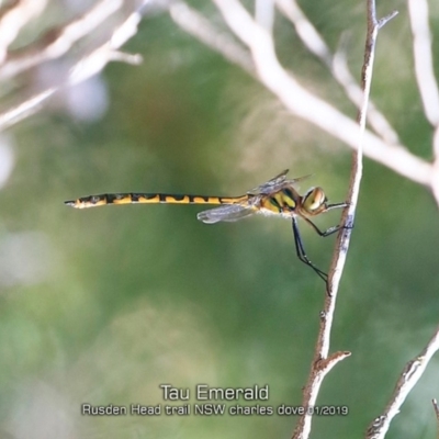 Hemicordulia tau (Tau Emerald) at Porters Creek, NSW - 15 Jan 2019 by Charles Dove