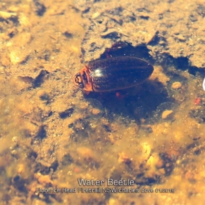 Rhantus suturalis at Porters Creek, NSW - 15 Jan 2019 by CharlesDove