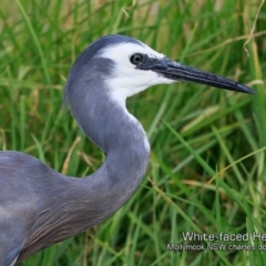 Egretta novaehollandiae (White-faced Heron) at Mollymook, NSW - 19 Jan 2019 by Charles Dove