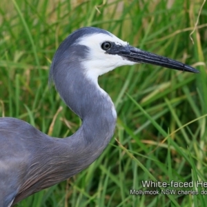 Egretta novaehollandiae at Mollymook, NSW - 20 Jan 2019 12:00 AM