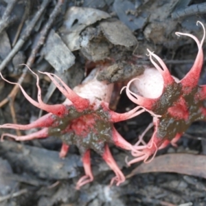 Aseroe rubra at Morton, NSW - 20 Dec 2018 07:11 AM