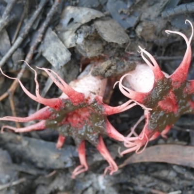 Aseroe rubra (Anemone Stinkhorn) at Morton, NSW - 20 Dec 2018 by vivdavo