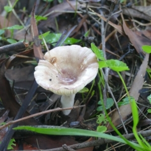 Russula sp. (genus) at Morton, NSW - 20 Dec 2018