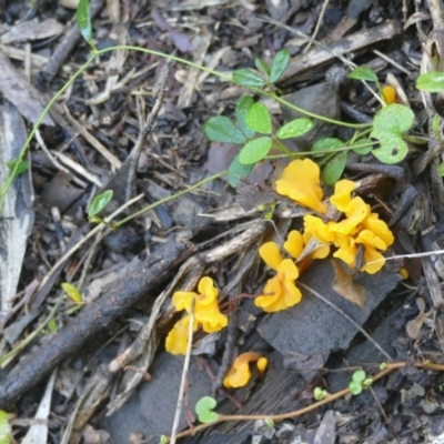 Dacryopinax spathularia (Dacryopinax spathularia) at Morton, NSW - 19 Dec 2018 by vivdavo