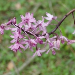 Dipodium roseum (Rosy hyacinth orchid) at Morton, NSW - 7 Jan 2019 by vivdavo