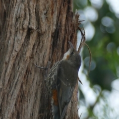 Cormobates leucophaea (White-throated Treecreeper) at Morton, NSW - 8 Jan 2019 by vivdavo