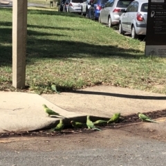 Polytelis swainsonii (Superb Parrot) at Acton, ACT - 1 Feb 2019 by TimYiu