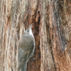 Cormobates leucophaea (White-throated Treecreeper) at Morton, NSW - 9 Jan 2019 by vivdavo