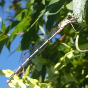 Austrolestes leda at Kambah, ACT - 22 Jan 2019 08:46 AM